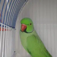 یک جفت طوطی ملنگو نرو ماده|پرنده|بندر گز, |دیوار