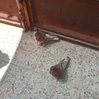 کبوتر برای فروش