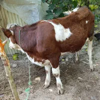 سیمینتال اصل