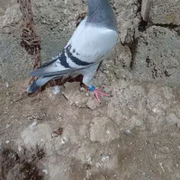 کبوترپلاکی