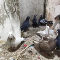 کفتر|حیوانات|مشهد, توس (بلوار توس)|دیوار