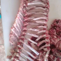 اسکلت راسته گوسفندی استخوان گوسفندی ودامارگوسفندی