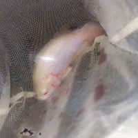 ماهی اسکار|ماهی|بندرعباس, |دیوار