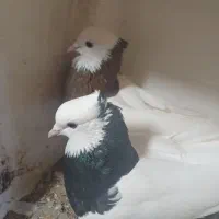 کبوتر طوقی