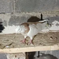 طوقی نامبر|پرنده|لالجین, |دیوار