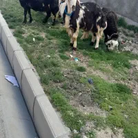 میش وبره قوچ میش ابستن