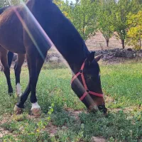 مادیان دره شوره خالص