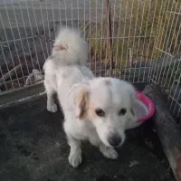 سگ پامراشپیزنریک سالونیم یک مرحله. واکسینه