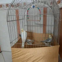 عروس هلندی نر وماده|پرنده|نسیمشهر, |دیوار