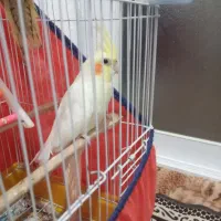 فروش عروس هلندی لوتینو ی ساله دستی و رام ماده