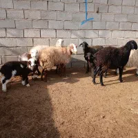 میش وبره جوان زاییده وکاورتقلی آبستن فروشی