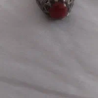 پرنده|پرنده|کوهسار (البرز), |دیوار