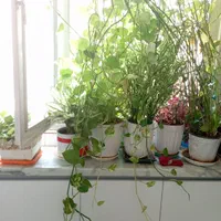 گل پتوس|گل و گیاه طبیعی|تهران, سلسبیل جنوبی|دیوار