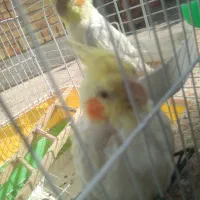 عروس هلندی|پرنده|ایذه, |دیوار