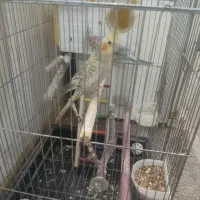 پرنده