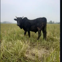 ورزاکوله صحیح سالم