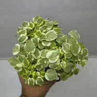 تعدادی بنفشه آفریقایی|گل و گیاه طبیعی|تهران, اختیاریه|دیوار