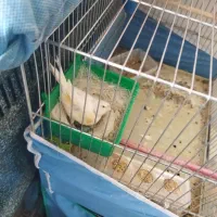 خرید فروش انواع پرنده