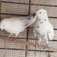 کفتر