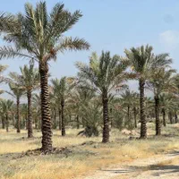 درخت نخل خوب میخای ما رو پیدا کن|خدمات باغبانی و درختکاری|آبپخش, |دیوار