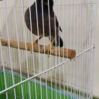مرغ مینا ماده سخنگو