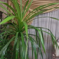 گل پاندانوس خیلی بزرگ