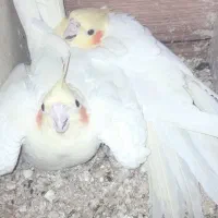 عروس هلندی