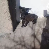 ۲عدد پاپی ماده