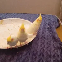 جوجه عروس دوماهه و جفت بالغ