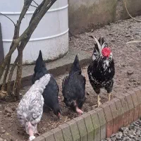 مرغ و خروس و جوجه گلین