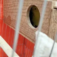 مرغ عشق پروانه ایی|پرنده|شوش, |دیوار