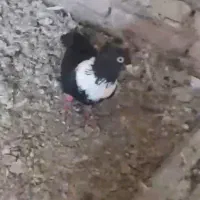 طوق سفید کاکلی