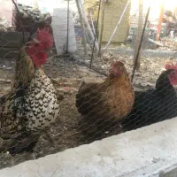 مرغ و خروس نژاد دار|حیوانات مزرعه|تایباد, |دیوار