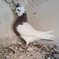 کلفه|پرنده|اردبیل, |دیوار