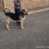 سگ عراقی