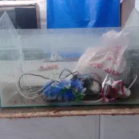 آکواریوم|ماهی|قائن, |دیوار