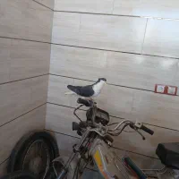 کفتر|پرنده|آباده, |دیوار