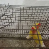 طوطی برزیلی