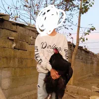 فروش مرغ برهما بلک و لایت|حیوانات مزرعه|آستانه سرا, |دیوار