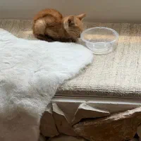 واگذاری گربه