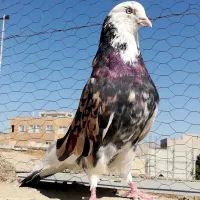 تعدادی سرور و هما