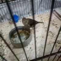 قناری طوسی