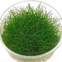 گیاه آکواریوم