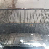 کبوتر