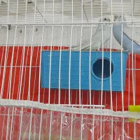 مرغ عشق|پرنده|مشهد, موعود|دیوار