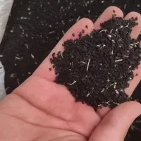 تره (بذر) طبس