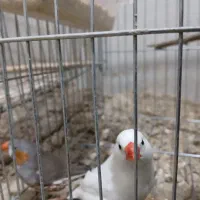 فنچ . عروس هلندی . مرغ عشق . بنگالی