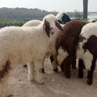 بره نر چاق چاق