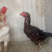 مرغ و خروس لاری