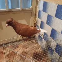 کفتر سرخ دم سفید ماده معاوضه با پلاکی یا پرنده